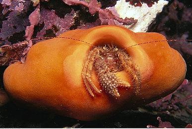 《战神：诸神黄昏》总监介绍本作剧情灵感来源