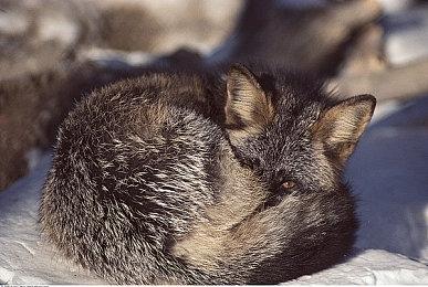 坂口博信痴迷《最终幻想14》 玩起来停不下来！