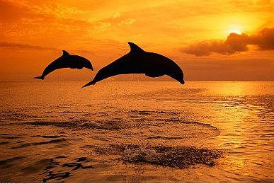 樱井政博透露未来动向：希望大家把我忘掉一段时间